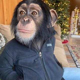 Telegram profile photo for Бибизяний гифач
