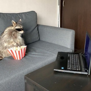 Telegram profile photo for π¦ Racoon Gifs π¦