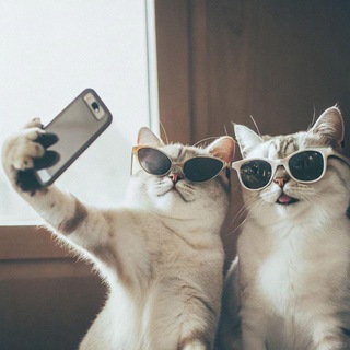 Telegram profile photo for Лапка Кремля