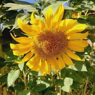 Telegram profile photo for یک نکته از این معنی...