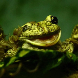 Telegram profile photo for Лягушачьи заметки