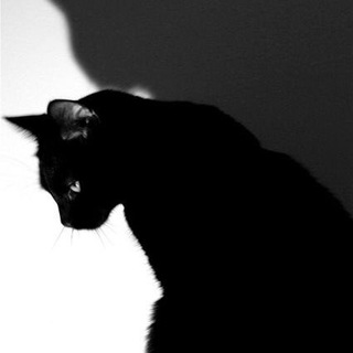 Telegram profile photo for MUR