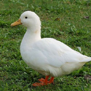Telegram profile photo for The cuak gang