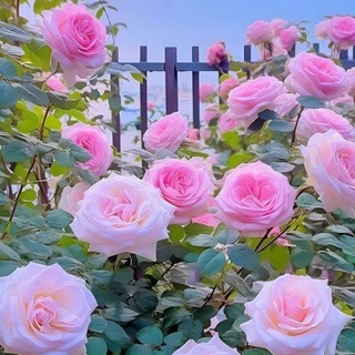 Telegram profile photo for لرفيقة دعائي وأم لم تنجبني🥹🩷