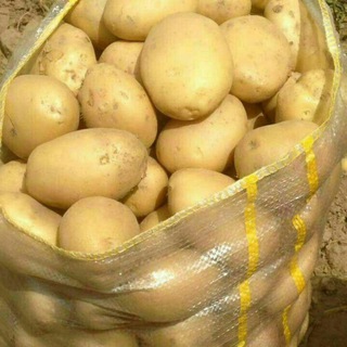 Telegram profile photo for 🥔🥔🥔🥔 تولیدکننده بذر سیب زمینی لیبل دار همدان🥔🥔🥔🥔🌹🌹