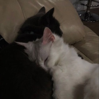 Telegram profile photo for обожаю