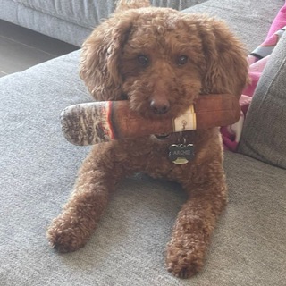 Telegram profile photo for $Archie Community