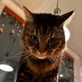 Telegram profile photo for канал сильного независимого кота
