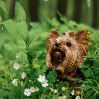 Telegram profile photo for Фотограф Юлия Майорова Нижний Новгород и Нижнекамск