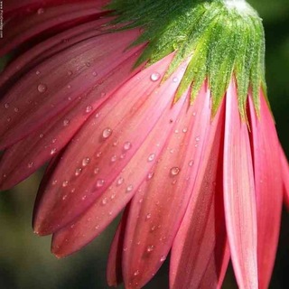 Telegram profile photo for طــ🌧ـــراوت جـــ🌱ــان