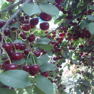 Telegram profile photo for آلبالو / گلپایگان گردشگری 🍒