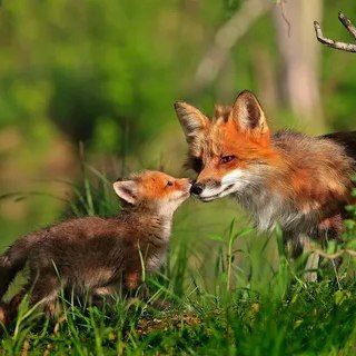 Telegram profile photo for Детки 🦊