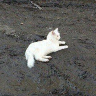 Telegram profile photo for Кощбковое