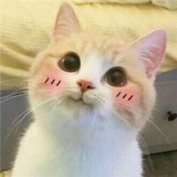 Telegram profile photo for Котики из Интернета