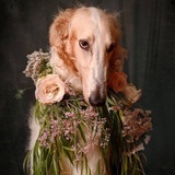 Telegram profile photo for ♪♫*•♪Field_Fffuck...