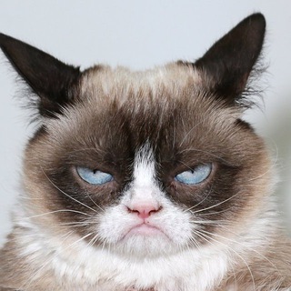 Telegram profile photo for Funny Cats Gifs
