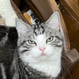 Telegram profile photo for Терпильные коты (Panchan, Goma, Tobo)