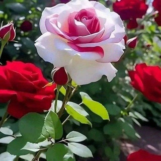 Telegram profile photo for کانال کلبـــه عشـــــــــــــــق و دوستــــــــــــــــــی 🌷🌷🌷