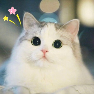 Telegram profile photo for CN-news