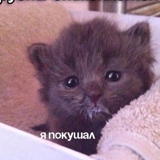 Telegram profile photo for Добрые мемы