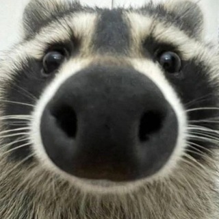 Telegram profile photo for veka info! . ⋆