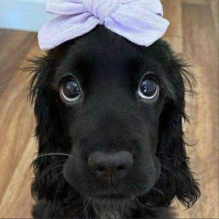 Telegram profile photo for BONITA PORTAL