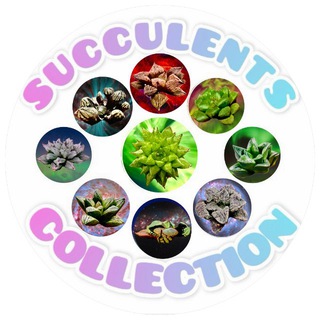 Telegram profile photo for 𑀝уκκу᧘ᥱнᴛныᥱ ᥙᥴᴛ᧐ρᥙᥙ 🪴SUCCULENTS COLLECTION🪴