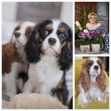 Telegram profile photo for 🐾Кавалер Кинг Чарльз Спаниель