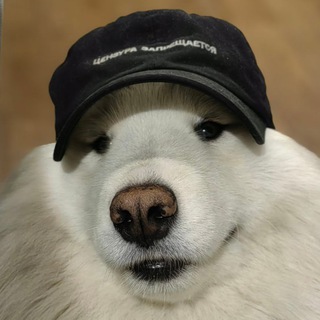Telegram profile photo for Скользкая собака | Зиновьев