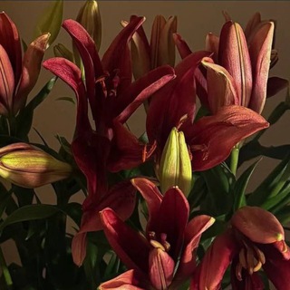 Telegram profile photo for صدقه جاريه |