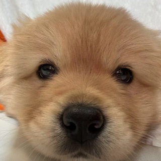 Telegram profile photo for 冷静口嗨