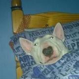Telegram profile photo for мох в химчистке (щитпост)