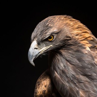 Telegram profile photo for Dzurdzuk