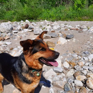 Telegram profile photo for VEGAN macht FREI Behütet die TIERE