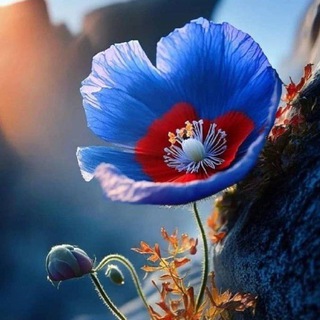 Telegram profile photo for نسیم بیداری