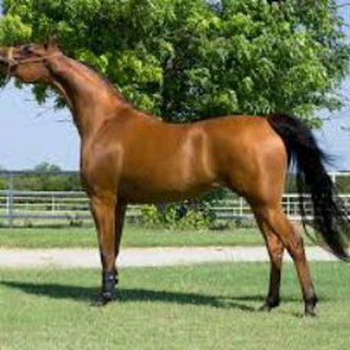 Telegram profile photo for Arabians