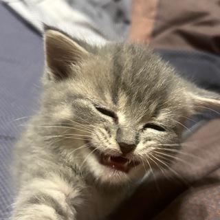 Telegram profile photo for Котёнкина ерунда
