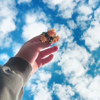 Telegram profile photo for ألستروميريا | Alstroemeria