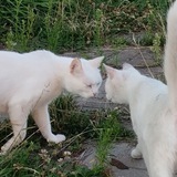 Telegram profile photo for ул. Луговая