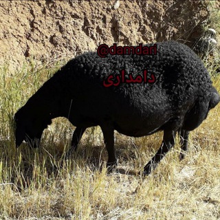 Telegram profile photo for دامداری