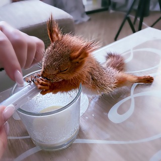 Telegram profile photo for Белка Уля - Belka.Ulya