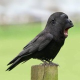 Telegram profile photo for SGB