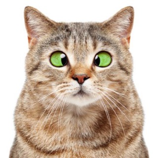 Telegram profile photo for MainzerSamtpfötchen