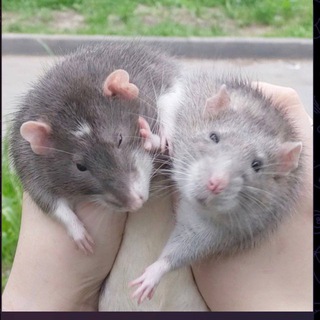 Telegram profile photo for єГризунчики🇺🇦🐀