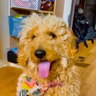 Telegram profile photo for Gracie