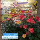 Telegram profile photo for اتو یدک کرباسی