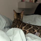 Telegram profile photo for kitten meow