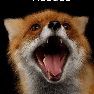 Telegram profile photo for Приют Лиса