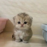 Telegram profile photo for munchkin