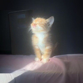 Telegram profile photo for omni